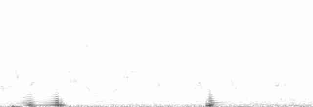 holub slézovoprsý - ML386668601