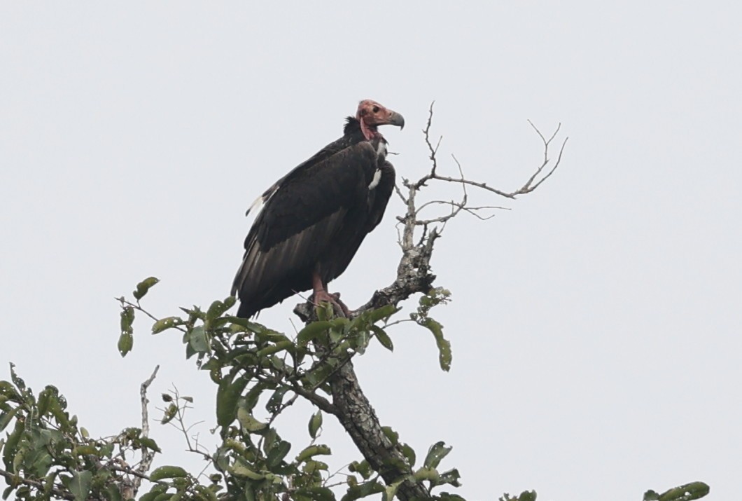 Red-headed Vulture - Vijaya Lakshmi