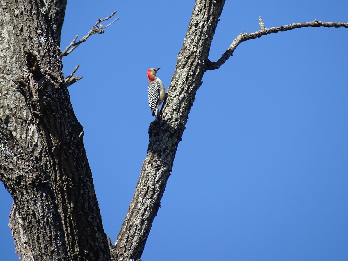 Red-bellied Woodpecker - ML386671451