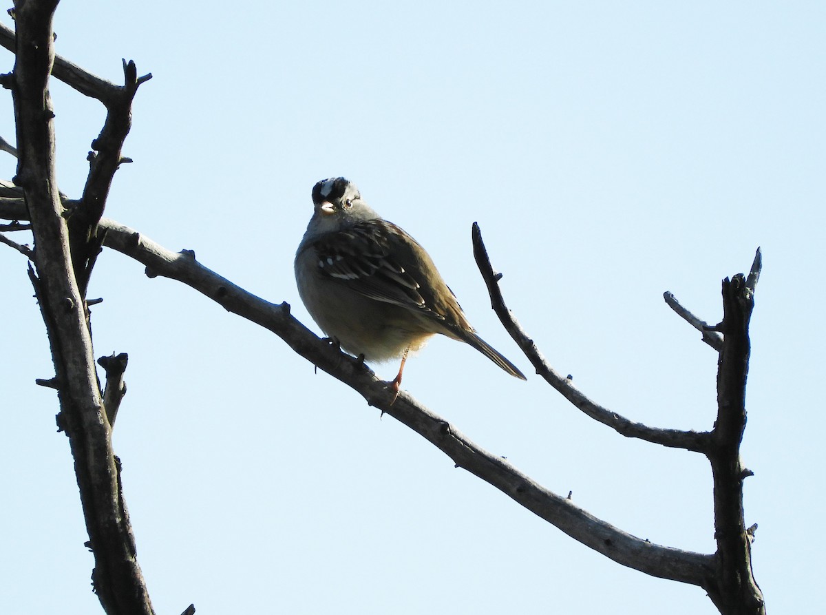 White-crowned Sparrow - ML386673361