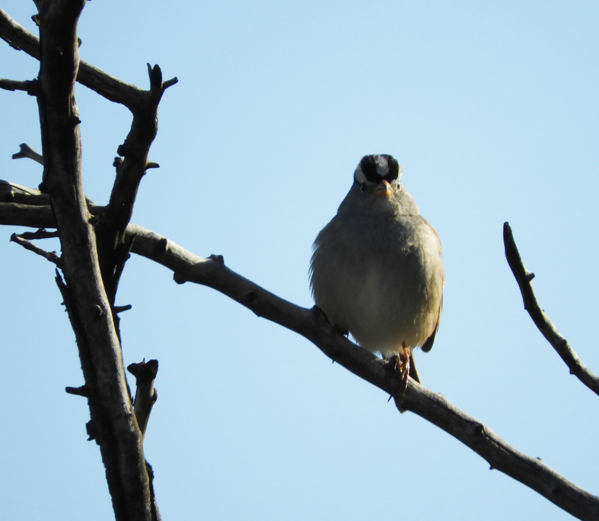 White-crowned Sparrow - ML386673431