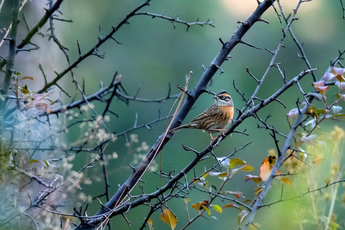 Rufous-breasted Accentor - ML386674691