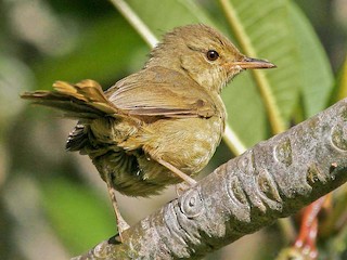  - Malagasy Brush-Warbler (Anjouan)