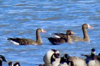 Greater White-fronted Goose, ML386677381
