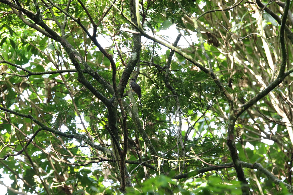 Dusky Long-tailed Cuckoo - ML386683301