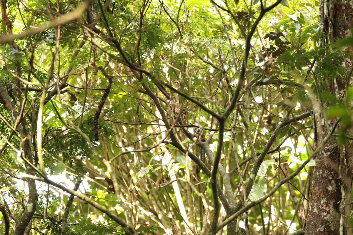 Dusky Long-tailed Cuckoo - ML386683421