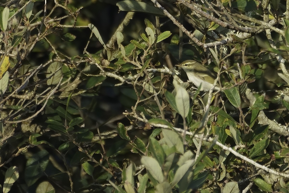Two-barred Warbler - ML386684351