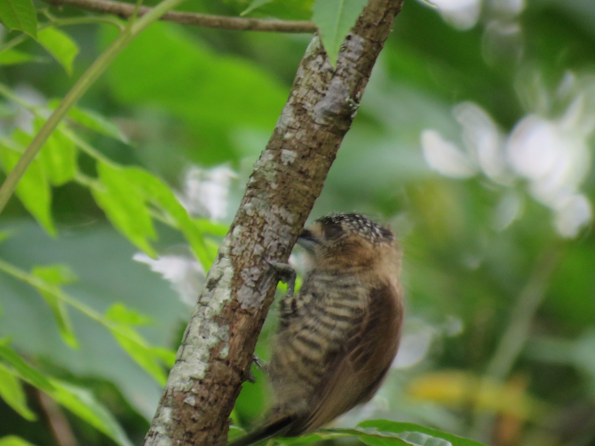 Ochre-collared Piculet - ML386688571
