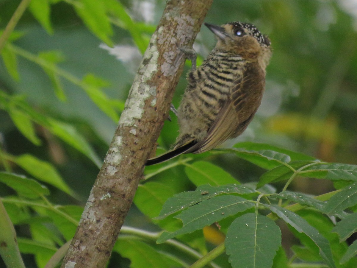 Ochre-collared Piculet - ML386688601