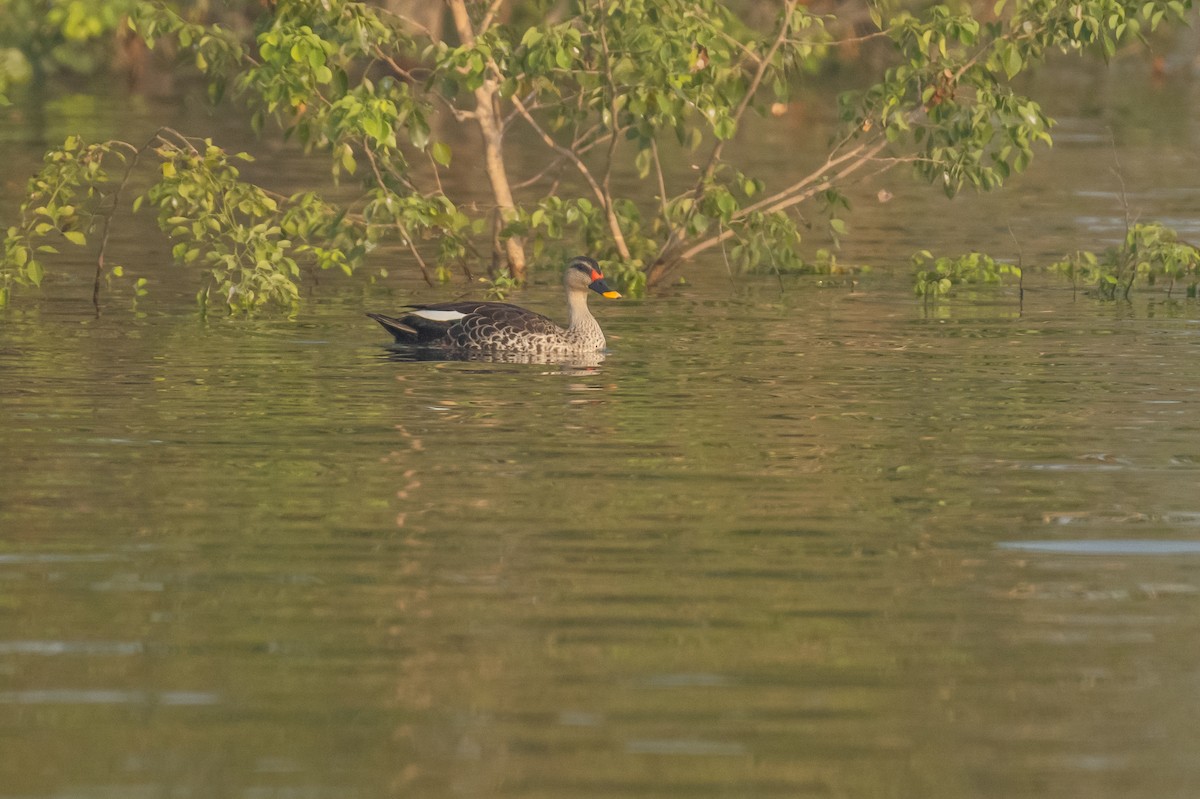 Indian Spot-billed Duck - ML386688751