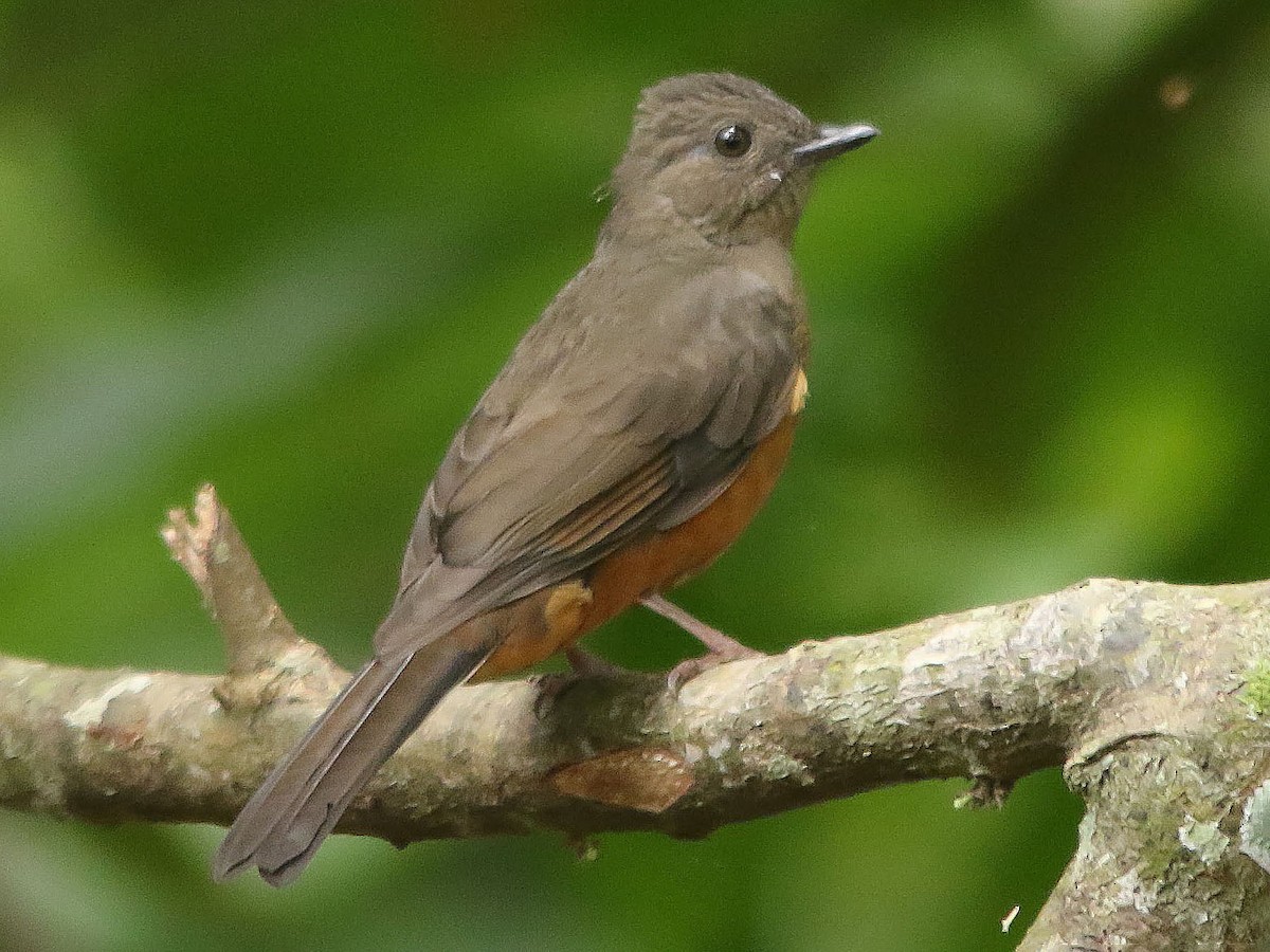 Finsch's Flycatcher-Thrush - Stizorhina finschi - Birds of the World