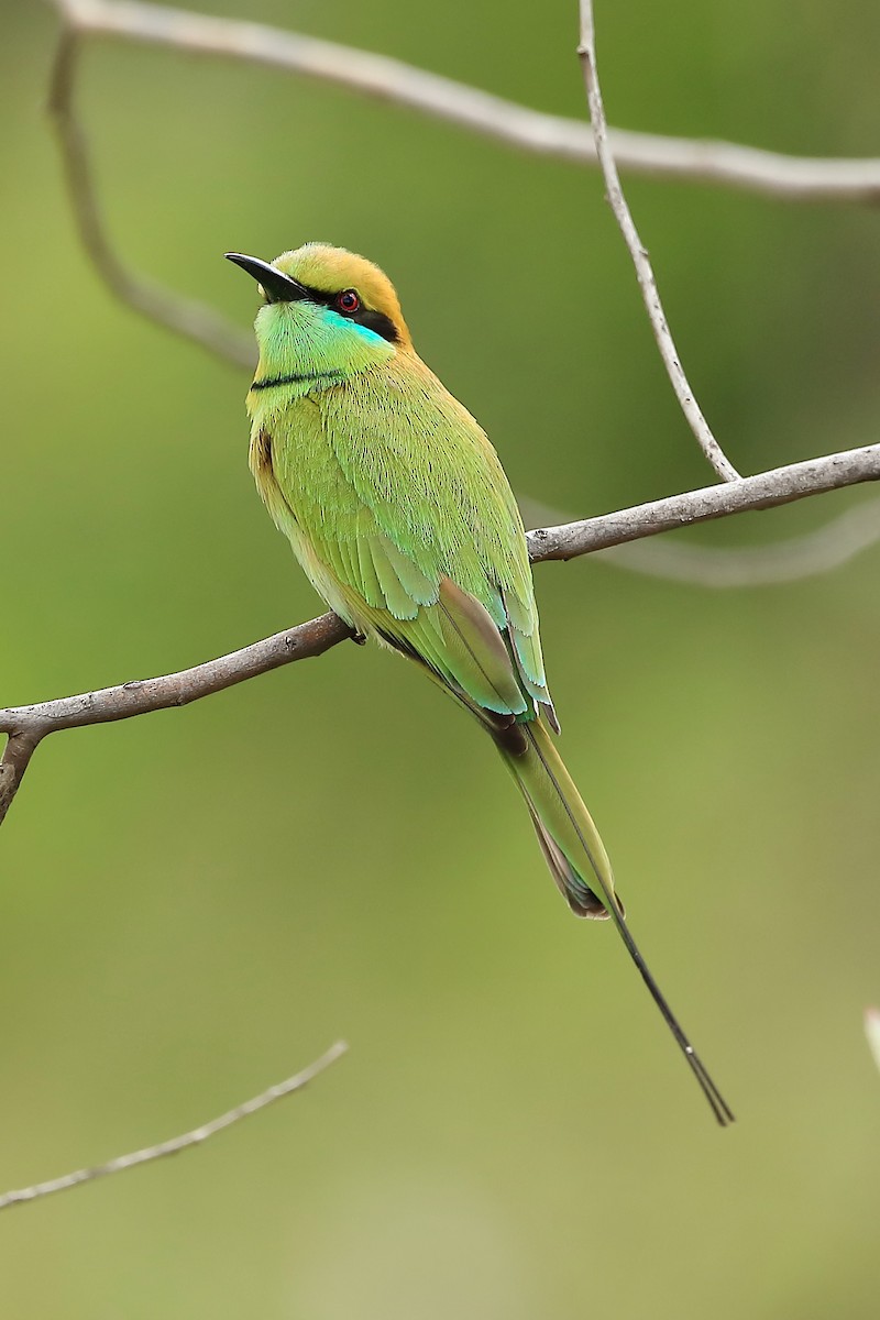 Asian Green Bee-eater - Milan Srinivas