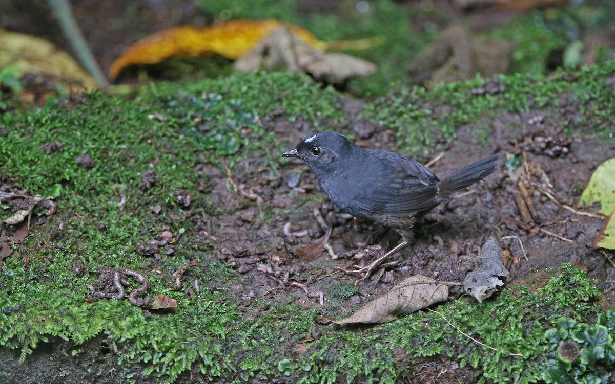 White-crowned Tapaculo - ML386704341