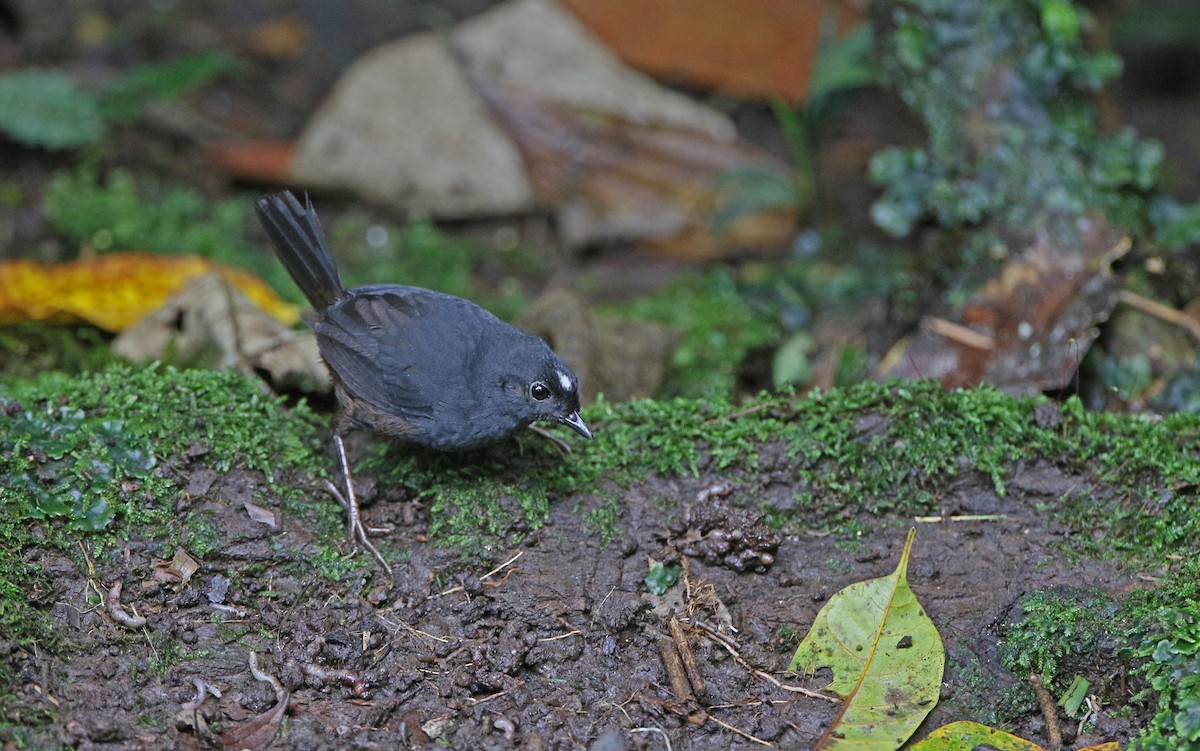 White-crowned Tapaculo - ML386704451