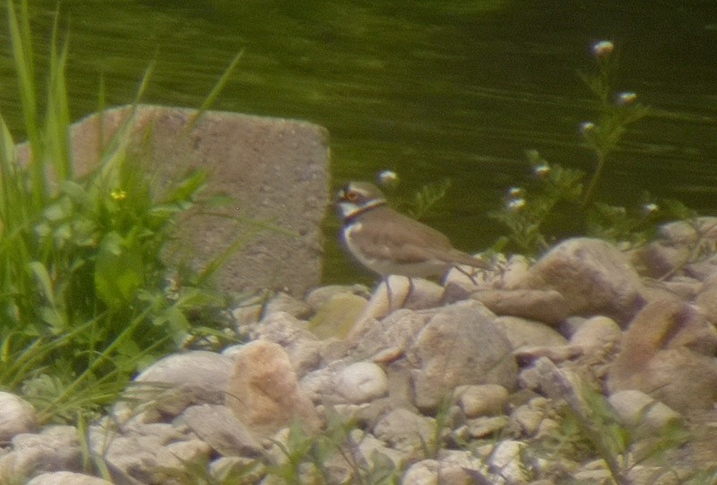 Little Ringed Plover - Michael Todd