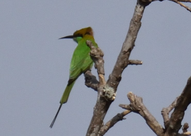 Asian Green Bee-eater - Mallika Rajasekaran