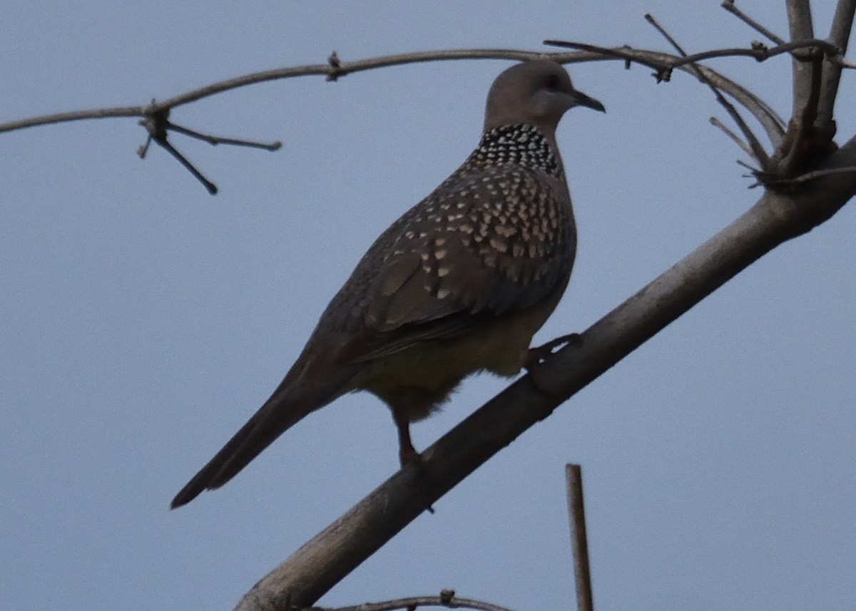 Spotted Dove - ML38671731