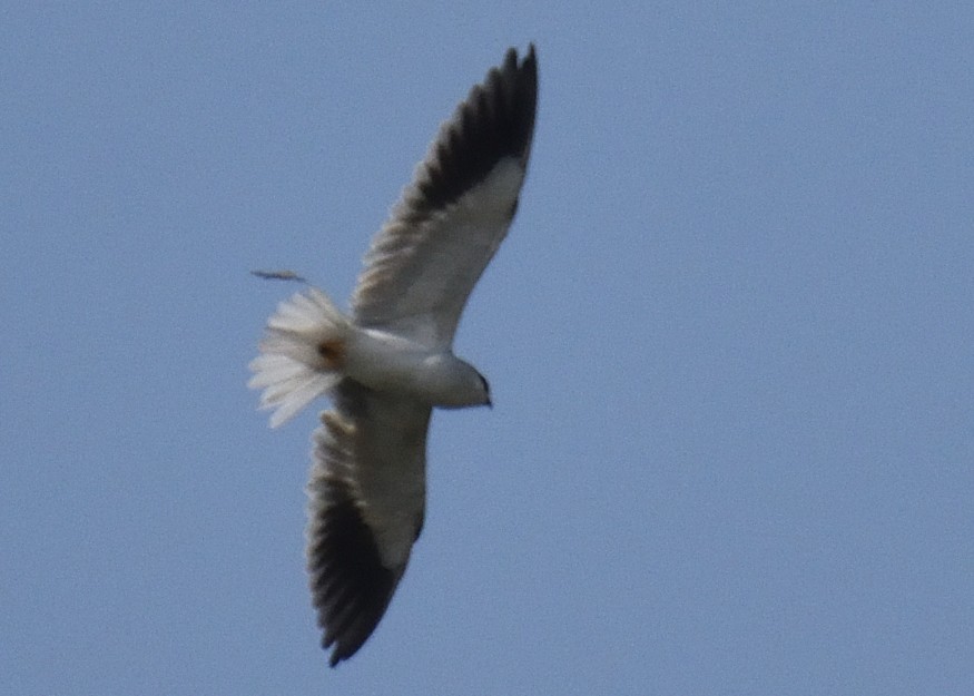 Black-winged Kite - Mallika Rajasekaran