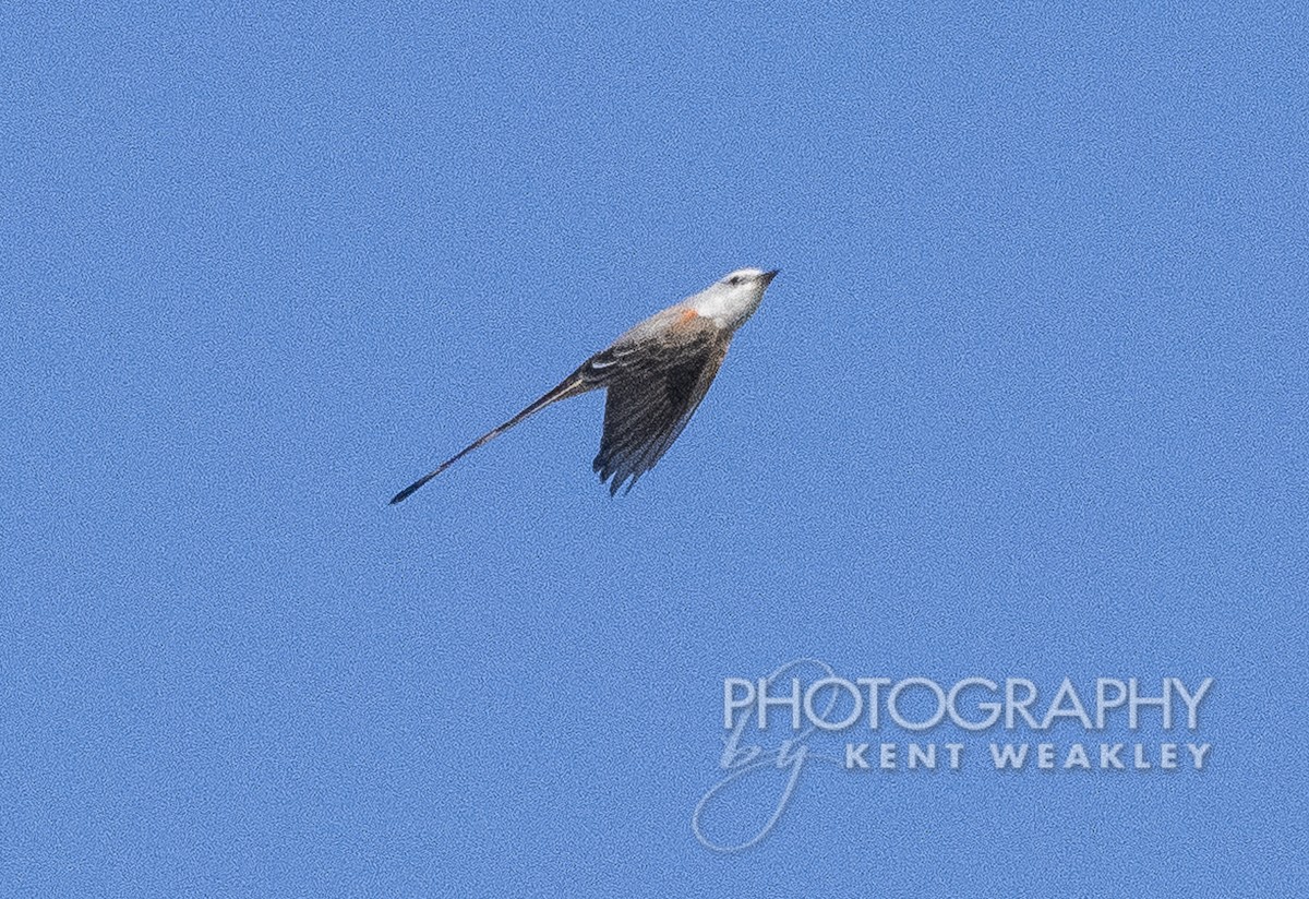 Scissor-tailed Flycatcher - Kent Weakley