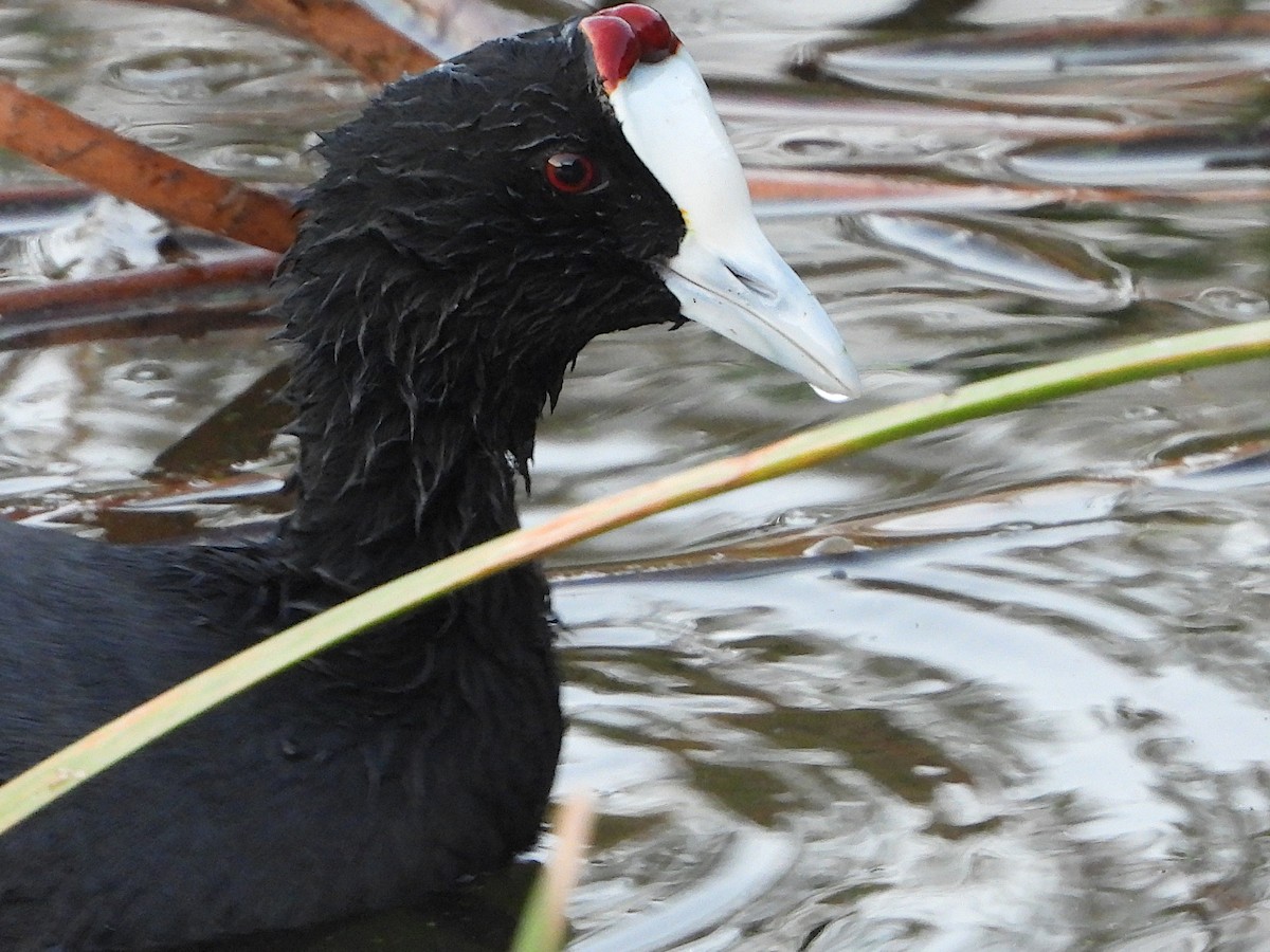 Red-knobbed Coot - ML386721921