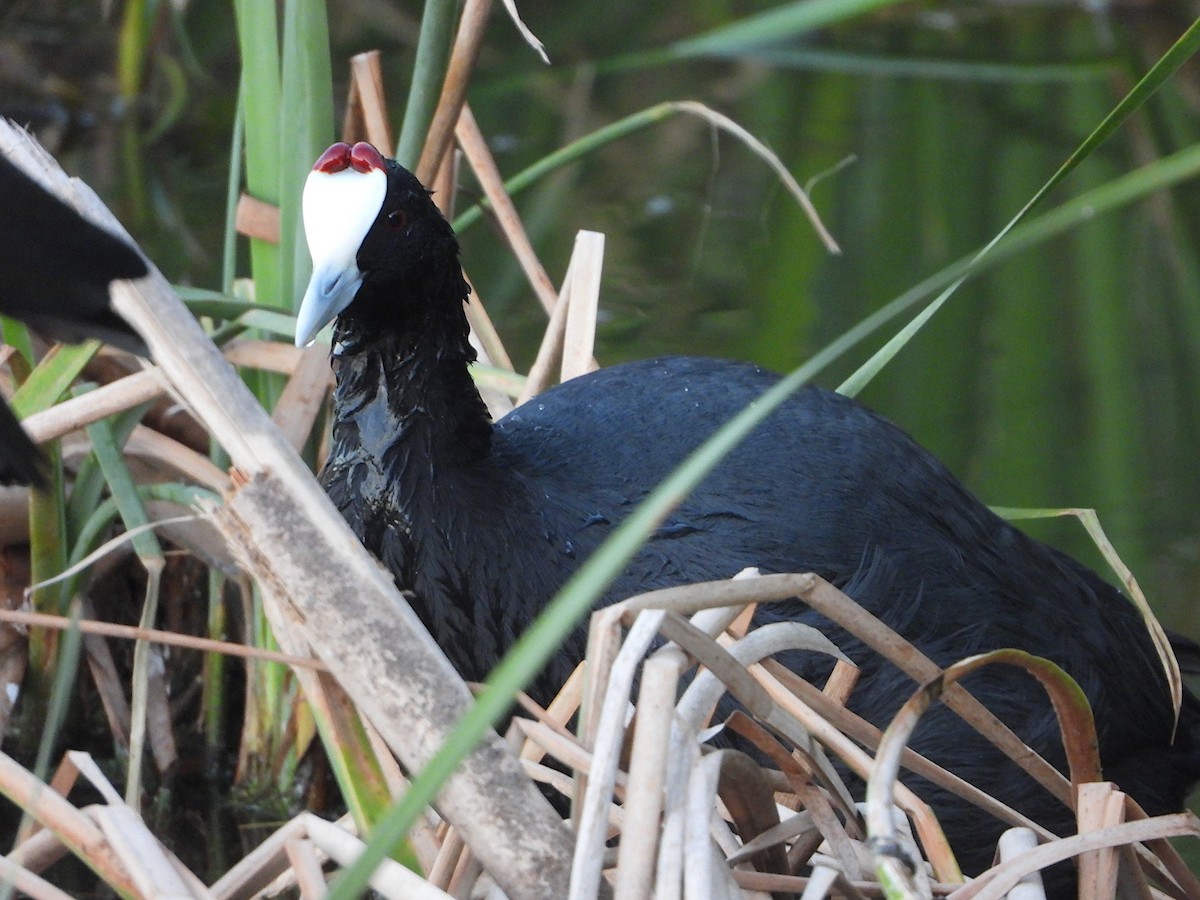 Red-knobbed Coot - ML386722041