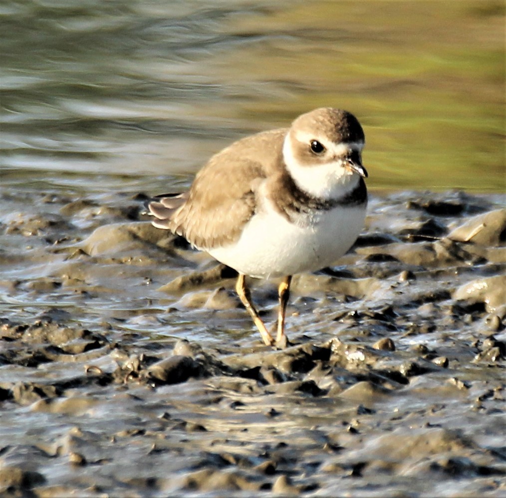 Semipalmated Plover - ML386725291