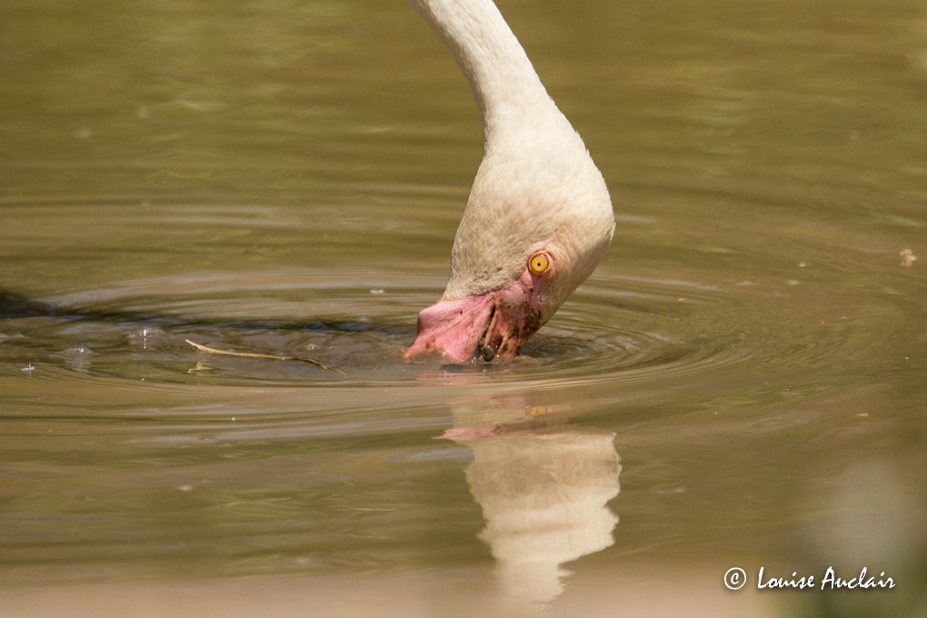 Greater Flamingo - Louise Auclair