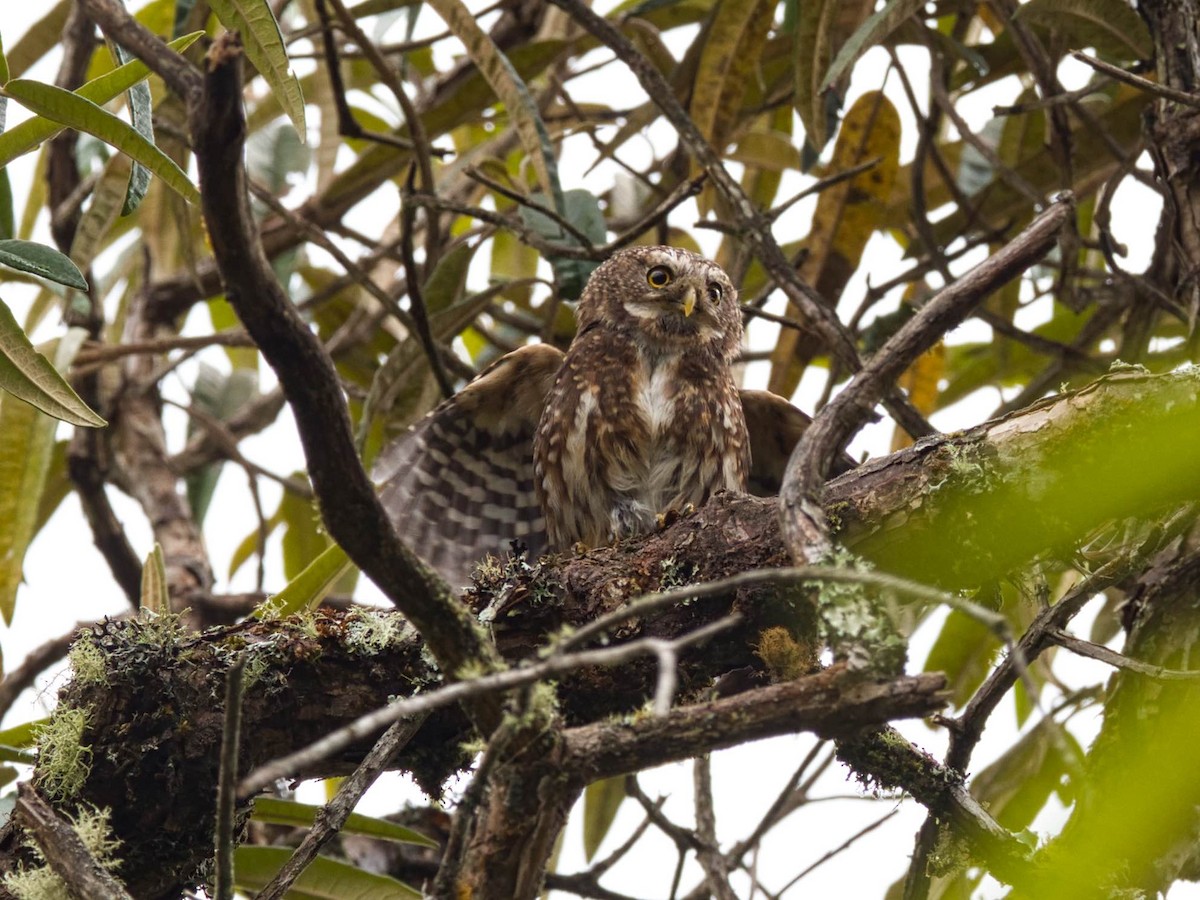 Andean Pygmy-Owl - ML386729171