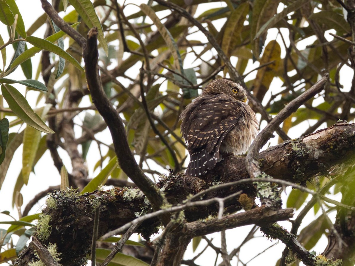 Andean Pygmy-Owl - ML386729181