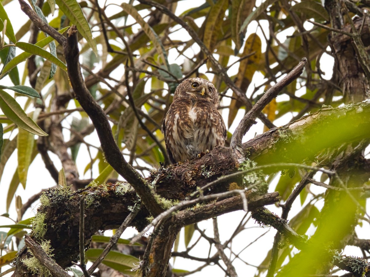 Andean Pygmy-Owl - ML386729201