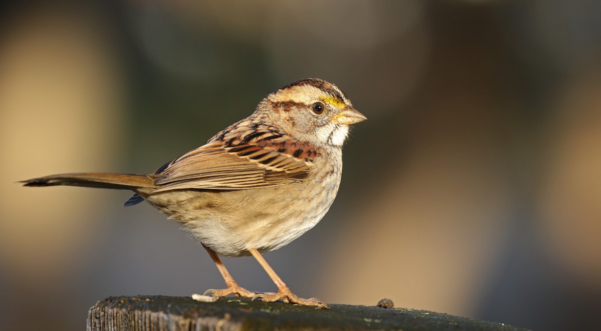 White-throated Sparrow - ML38673181