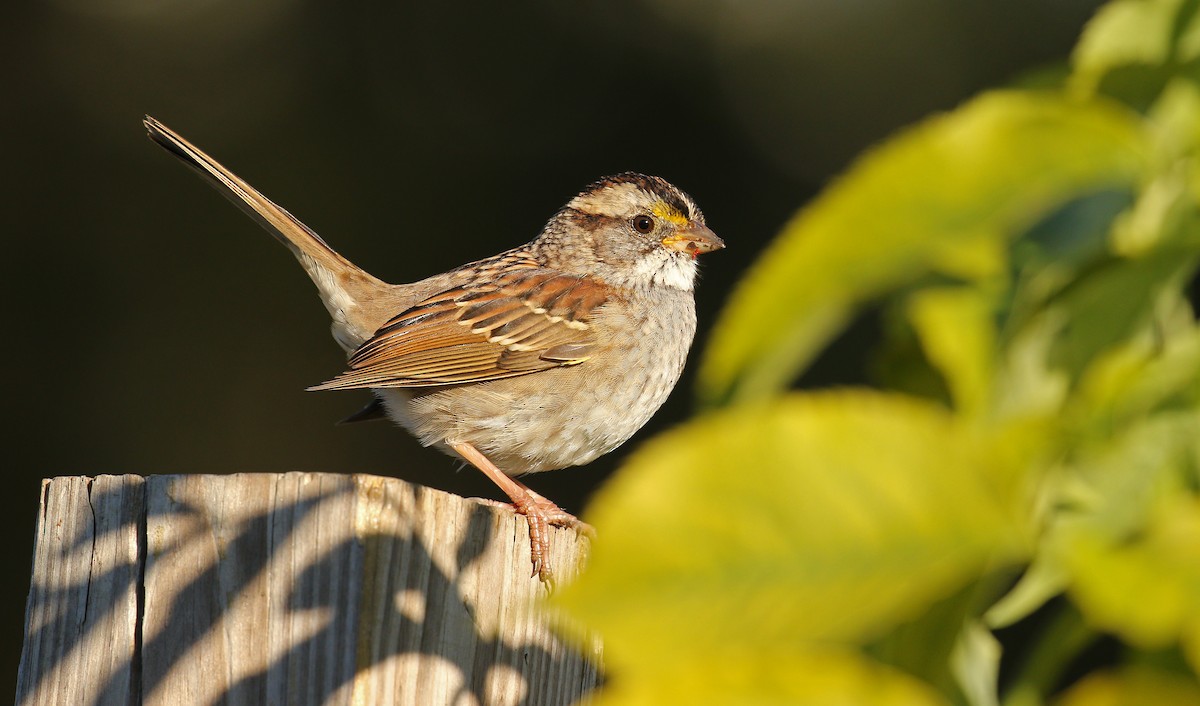 White-throated Sparrow - ML38673251