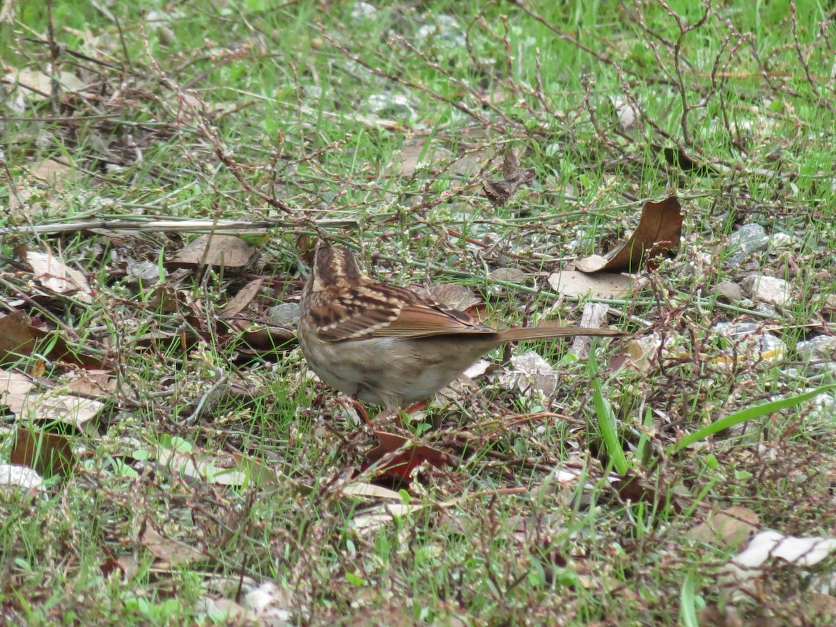 White-throated Sparrow - ML386736041