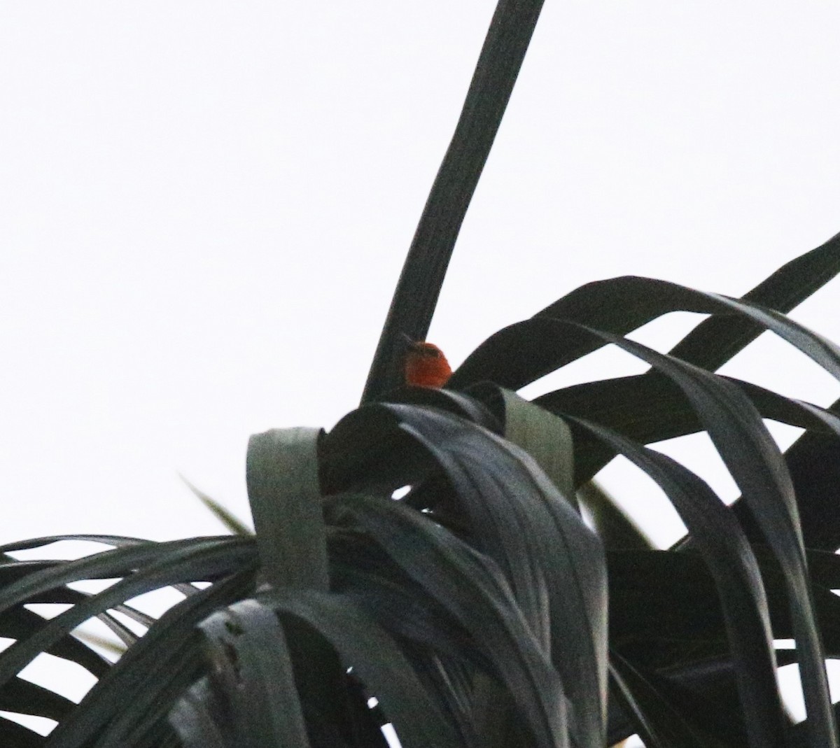 Scarlet-headed Flowerpecker - ML38673721