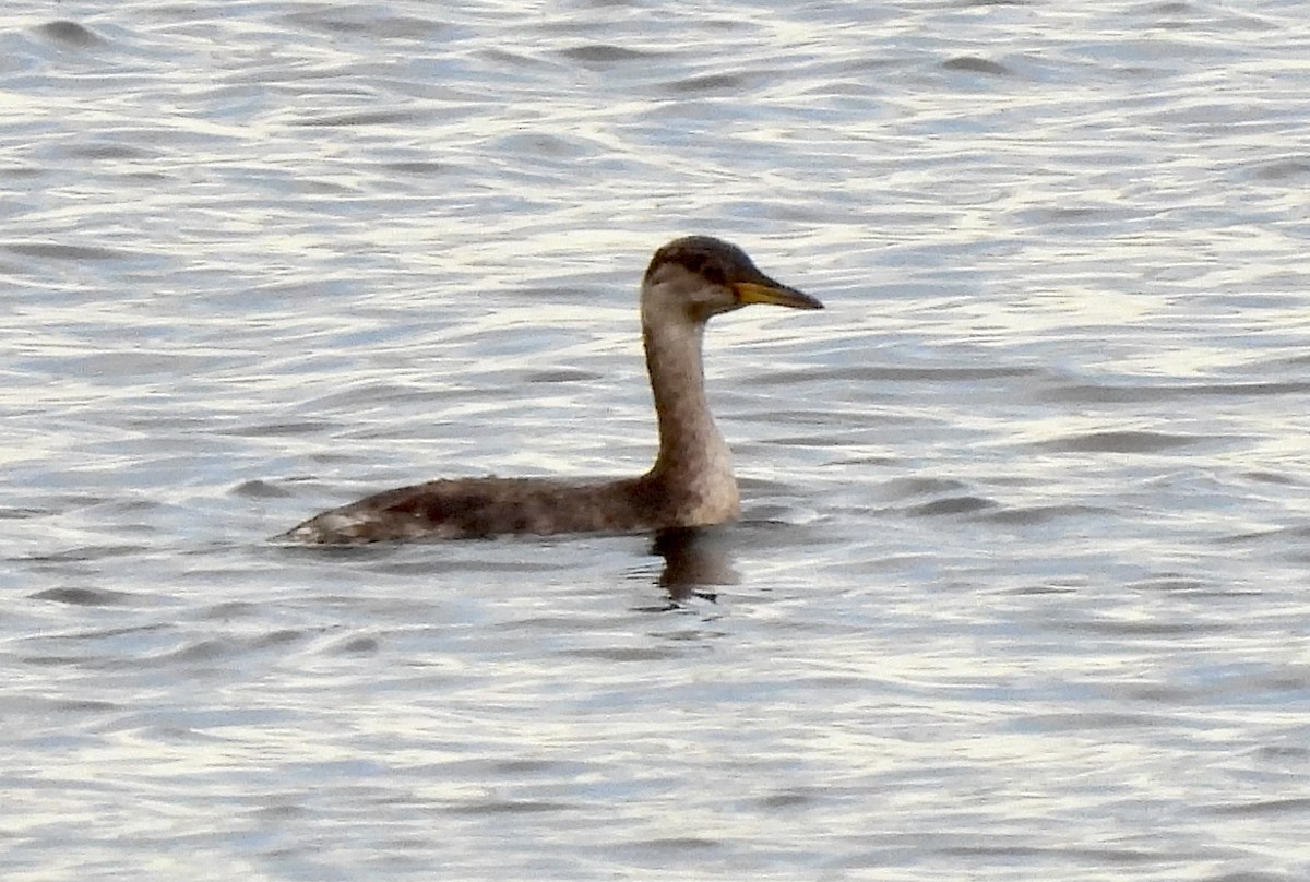 Red-necked Grebe - ML386738221