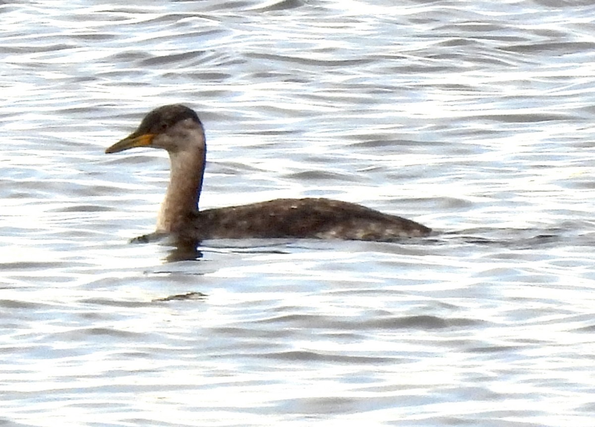 Red-necked Grebe - ML386738231
