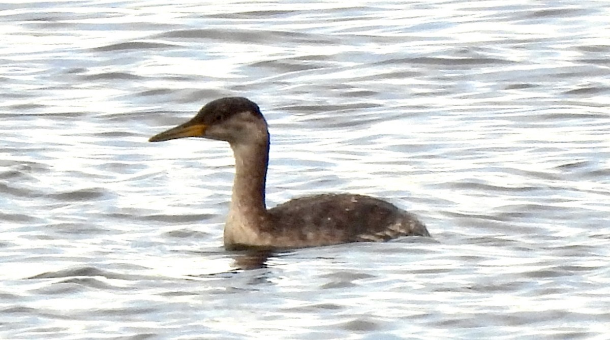 Red-necked Grebe - ML386738241