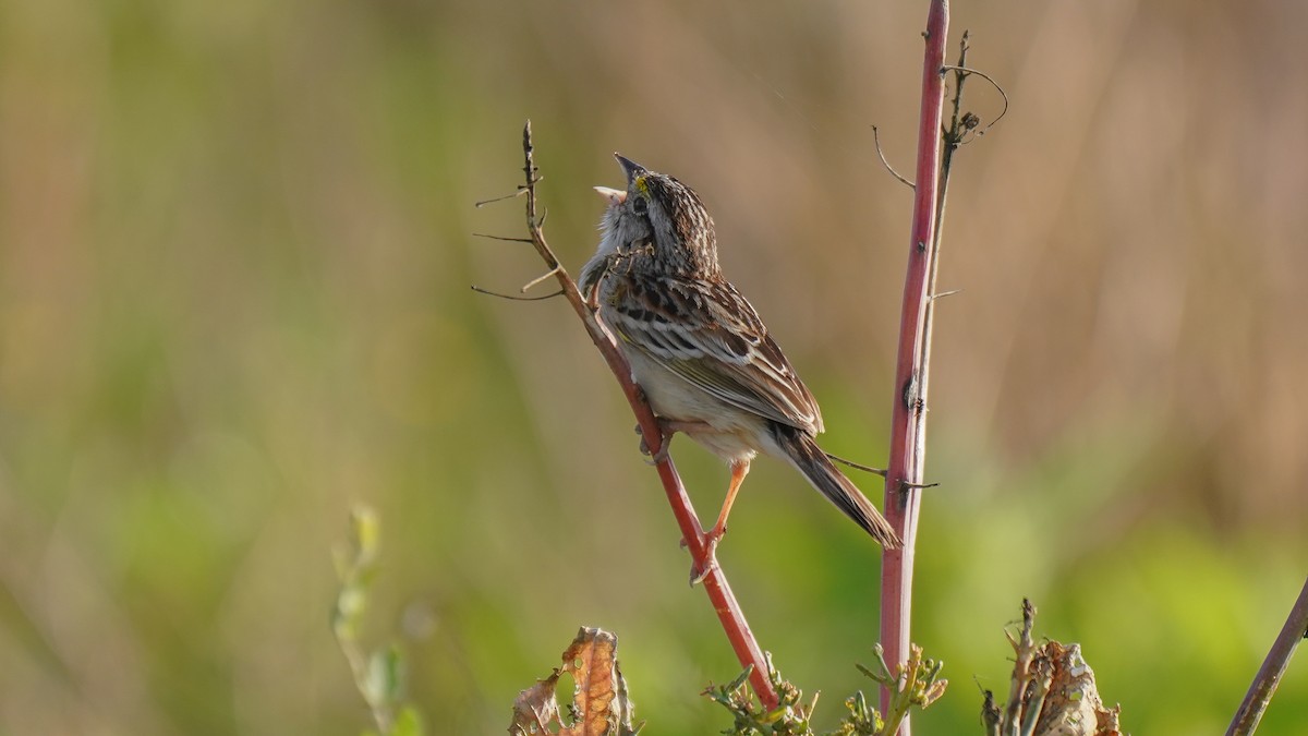 Grassland Sparrow - Luis Piñeyrua