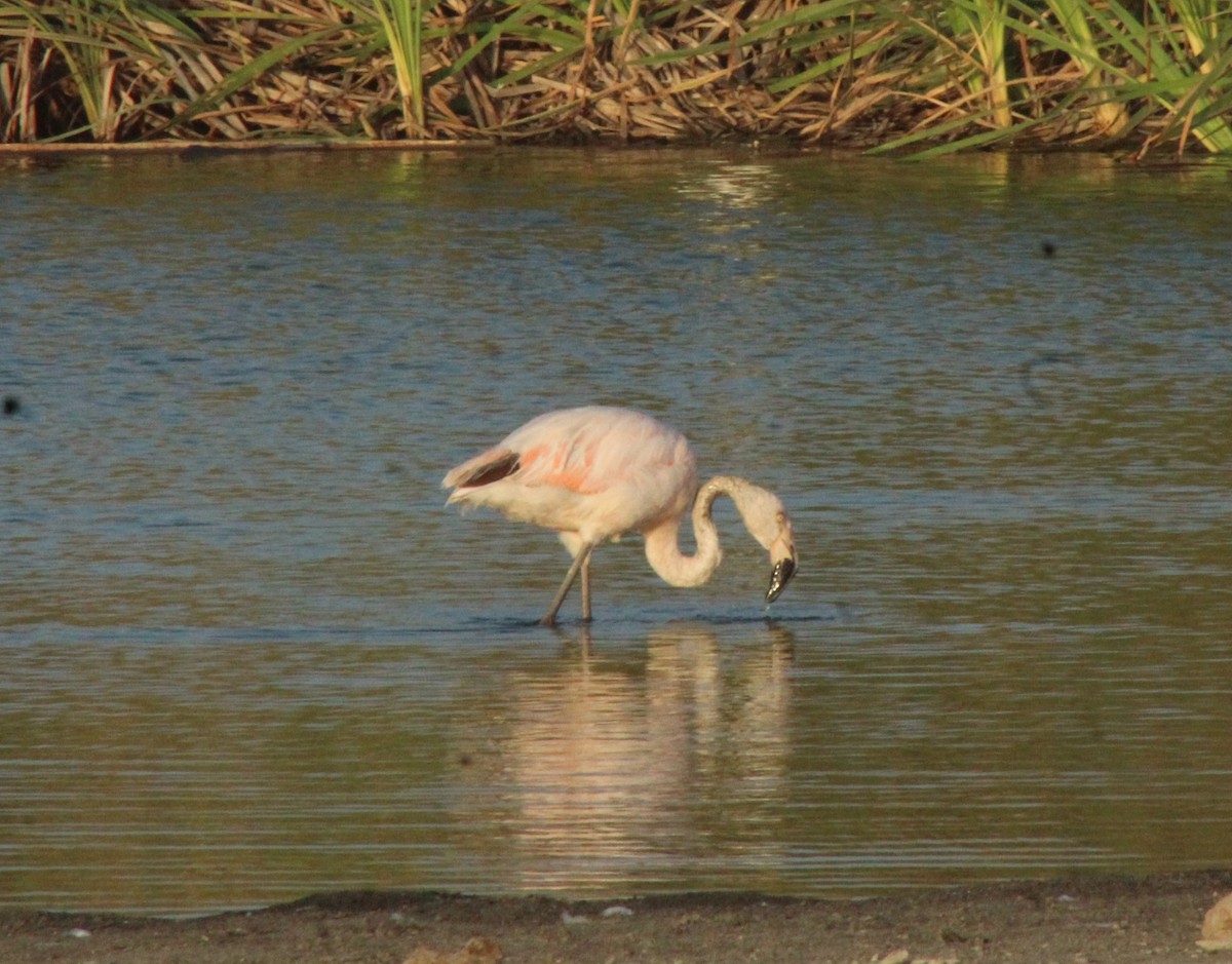 Chilean Flamingo - ML386744171