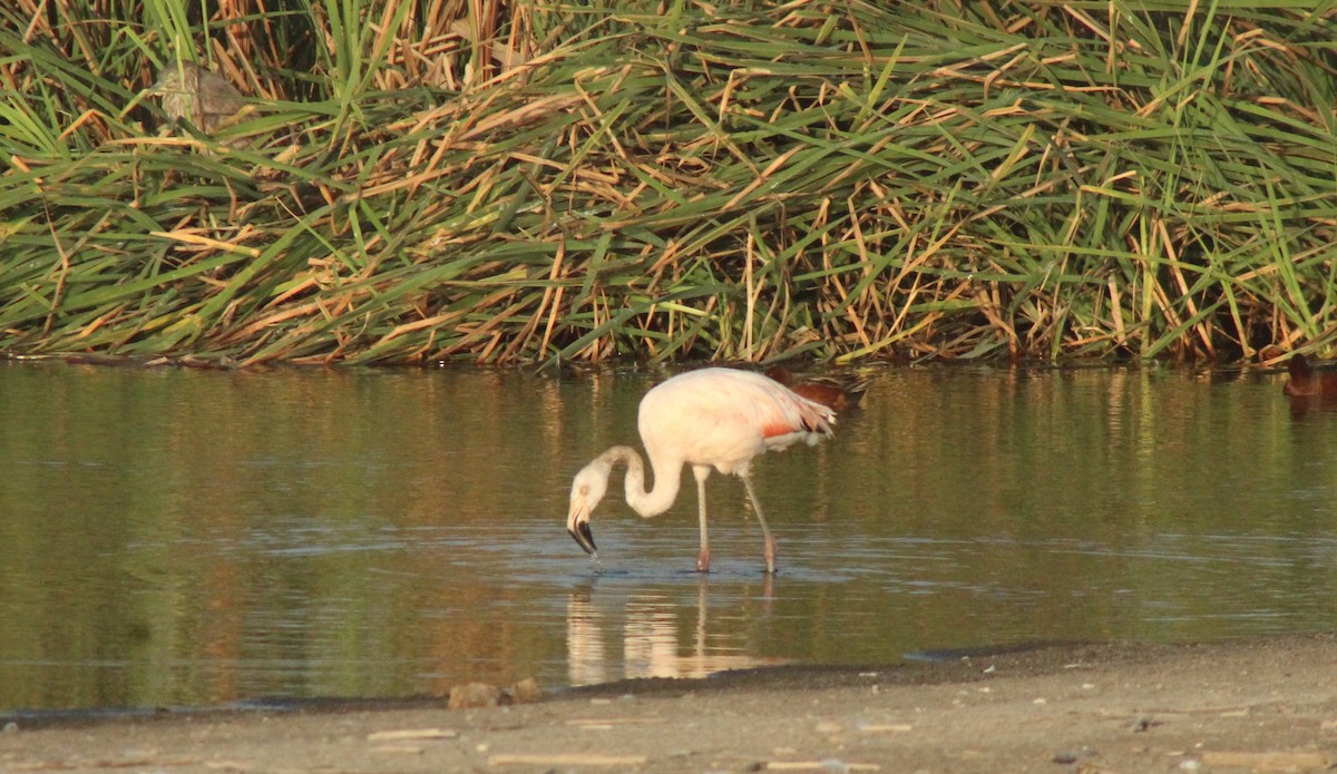 Şili Flamingosu - ML386744181