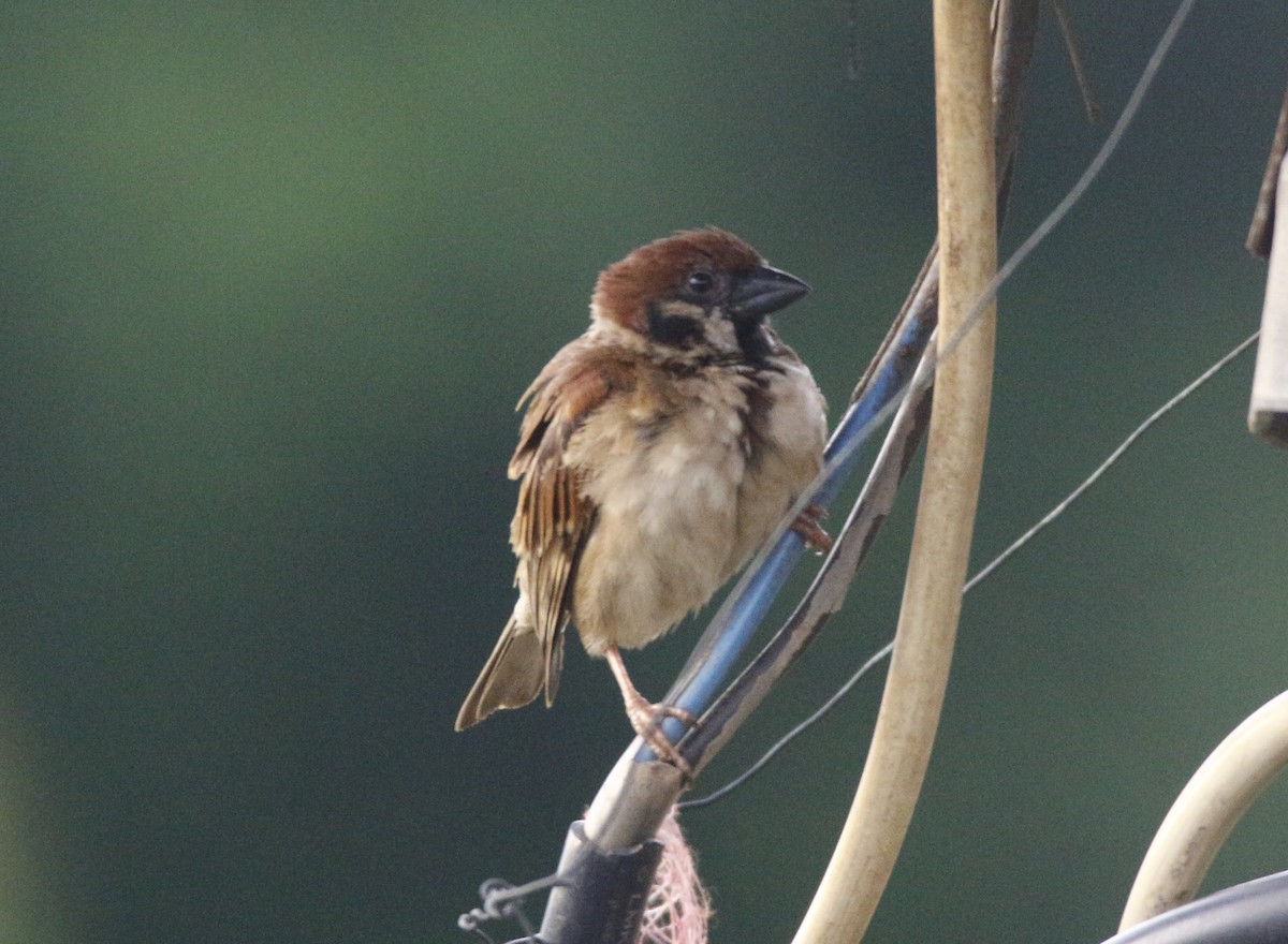 Eurasian Tree Sparrow - ML38674451