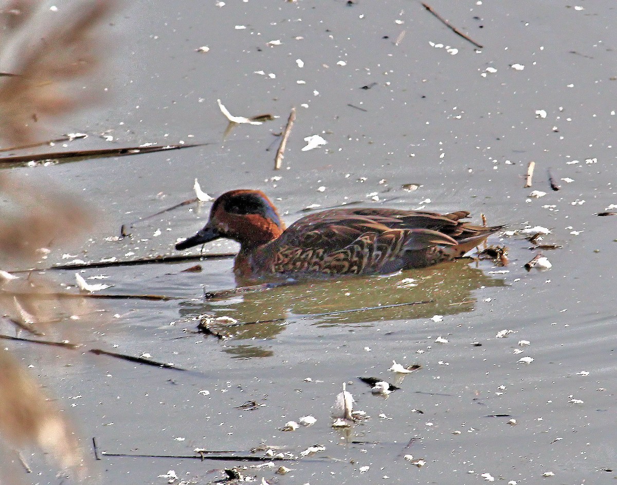 Green-winged Teal - ML38674481