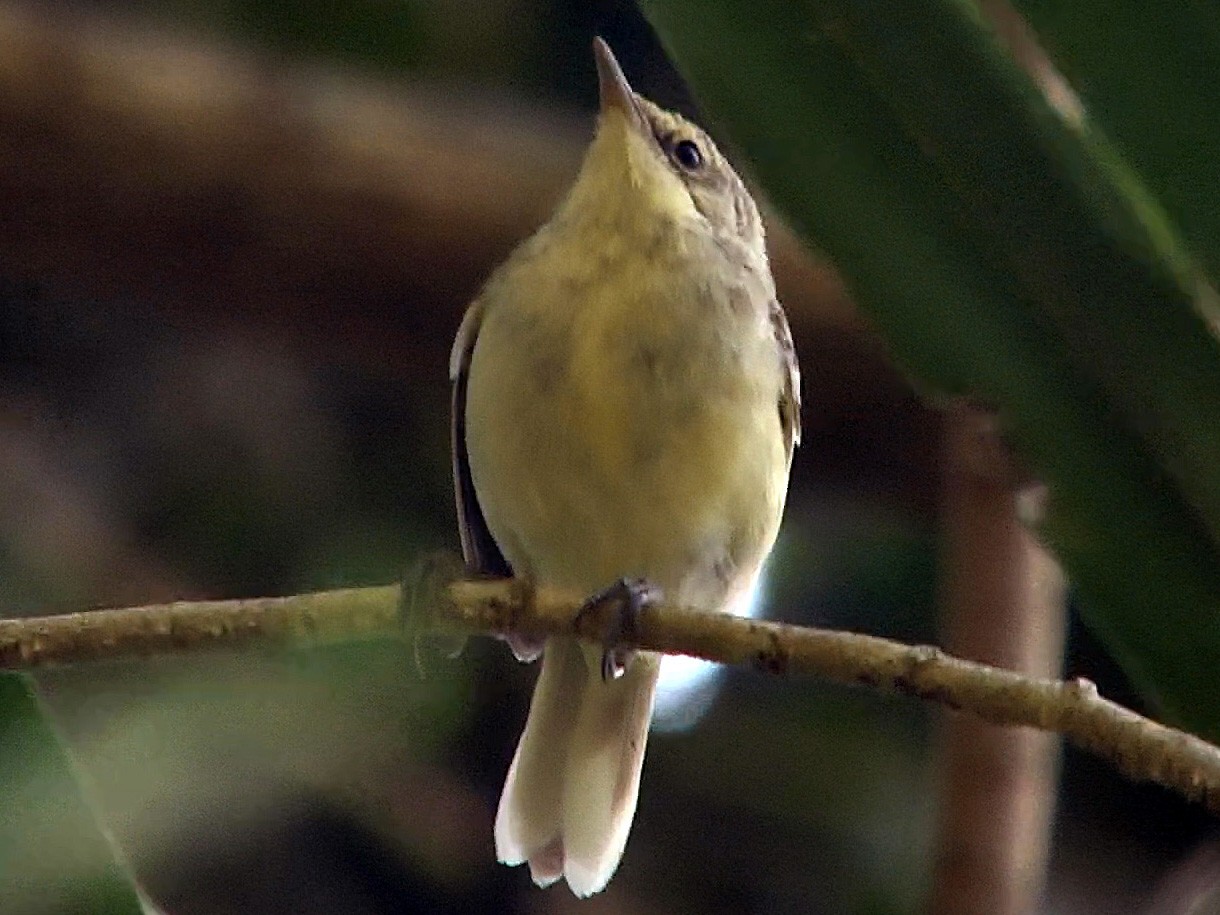 Pitcairn Reed Warbler - Josep del Hoyo