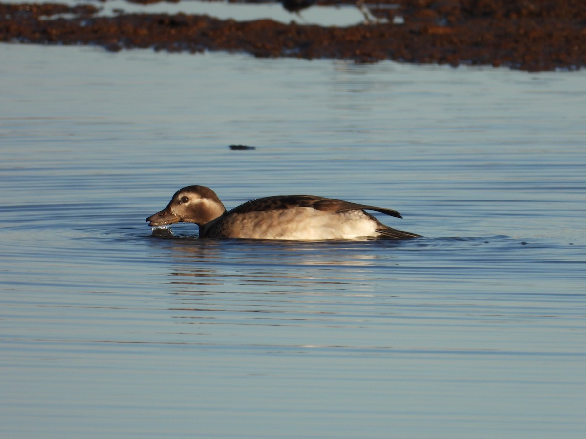 Long-tailed Duck - ML386747141