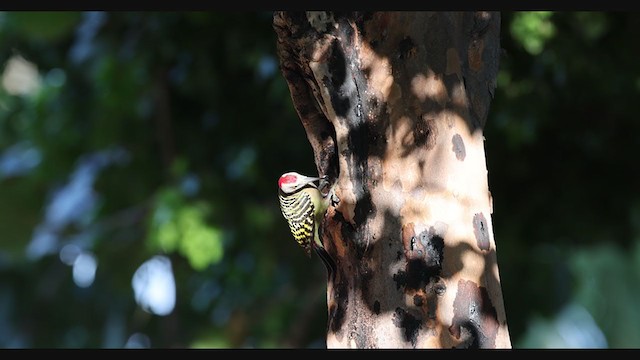 Hispaniolan Woodpecker - ML386754311