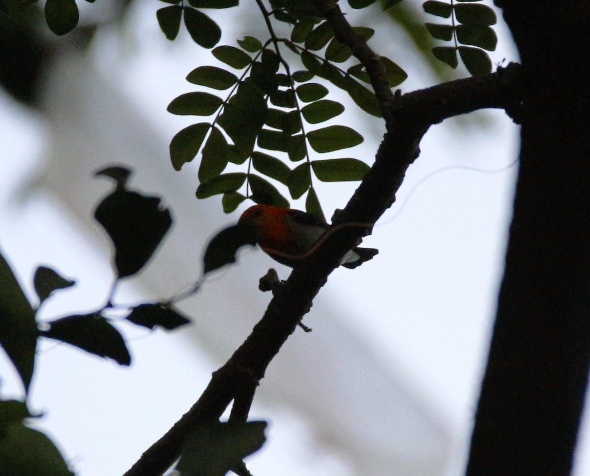 Scarlet-headed Flowerpecker - ML38675991