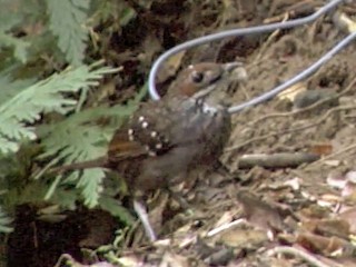  - Sierra Madre Ground-Warbler