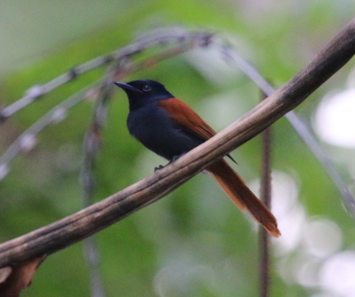 Rufous-vented Paradise-Flycatcher - ML38676531