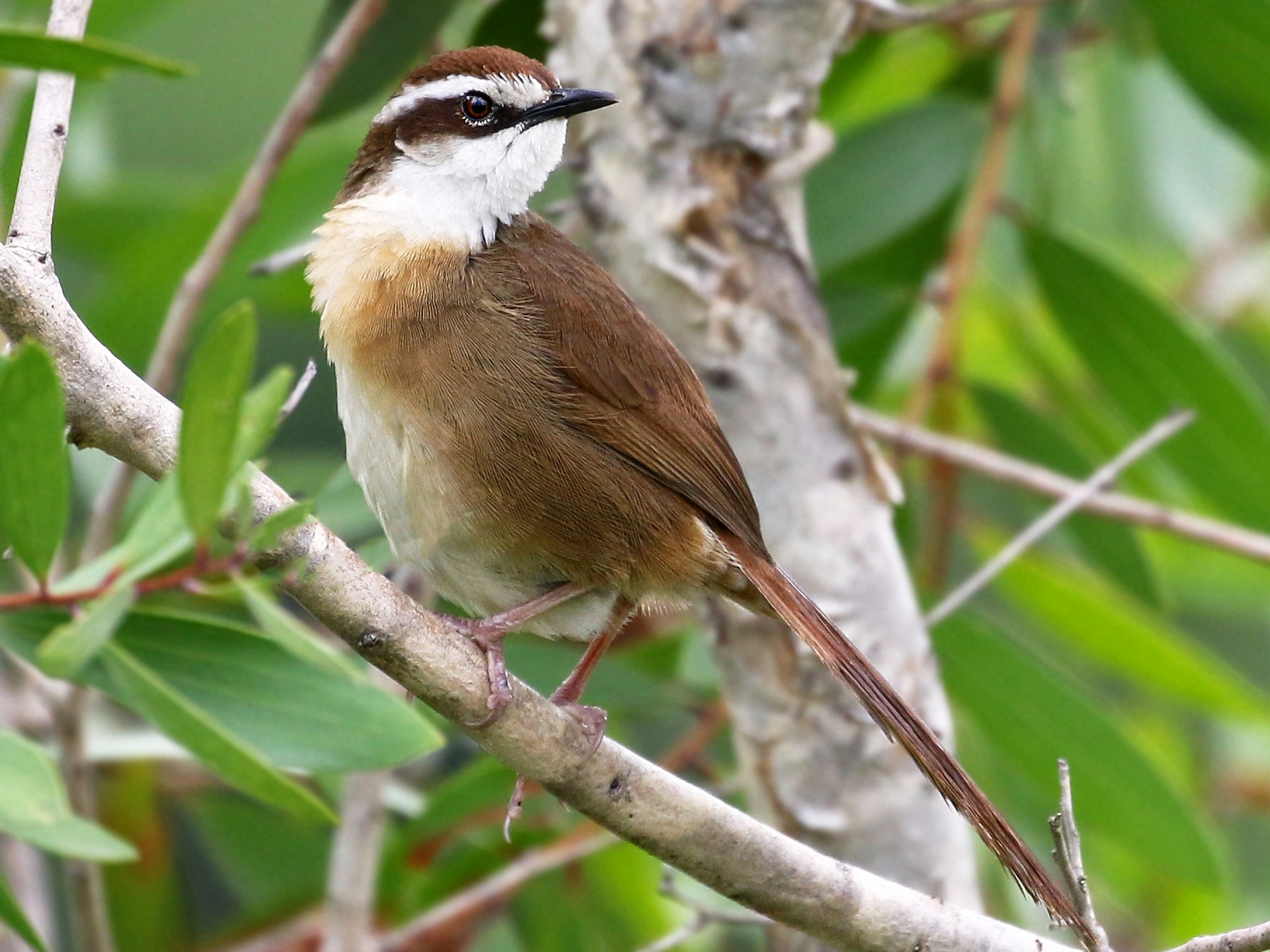 New Caledonian Grassbird - Andrew Spencer