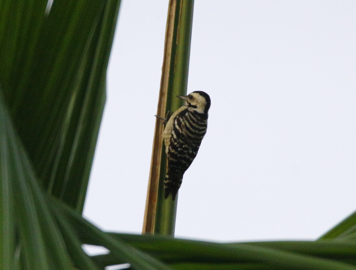 Freckle-breasted Woodpecker - Fadzrun A.